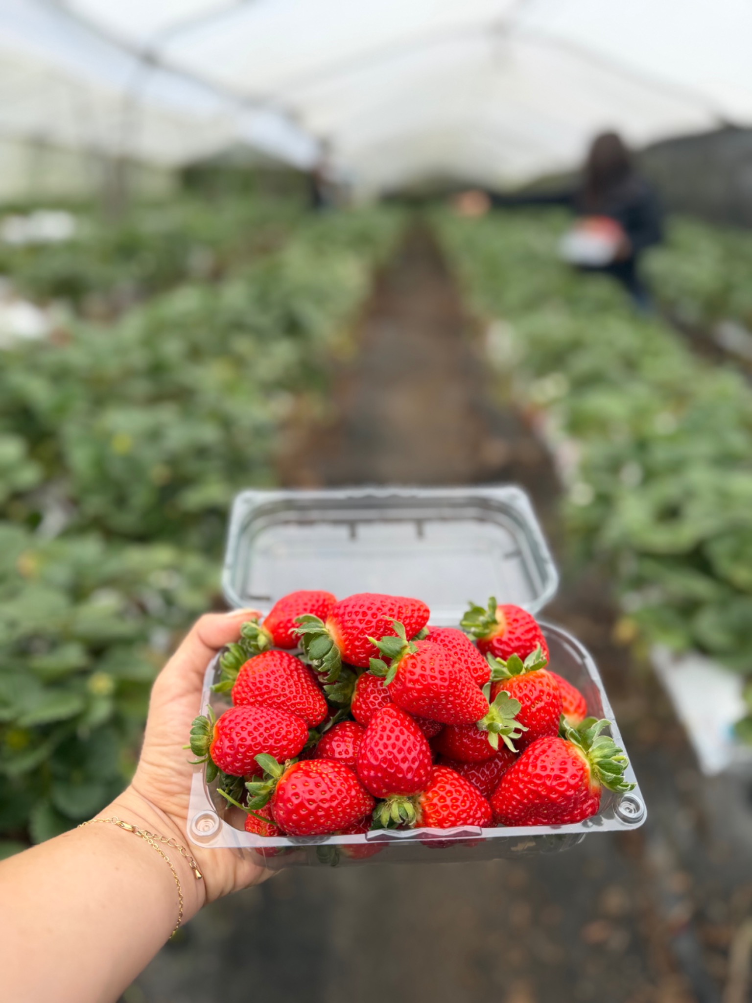 Una caja de fresas recién cosechadas en nuestro cultivo de Poasito